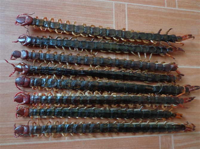 16-19cm  ׳ӳж