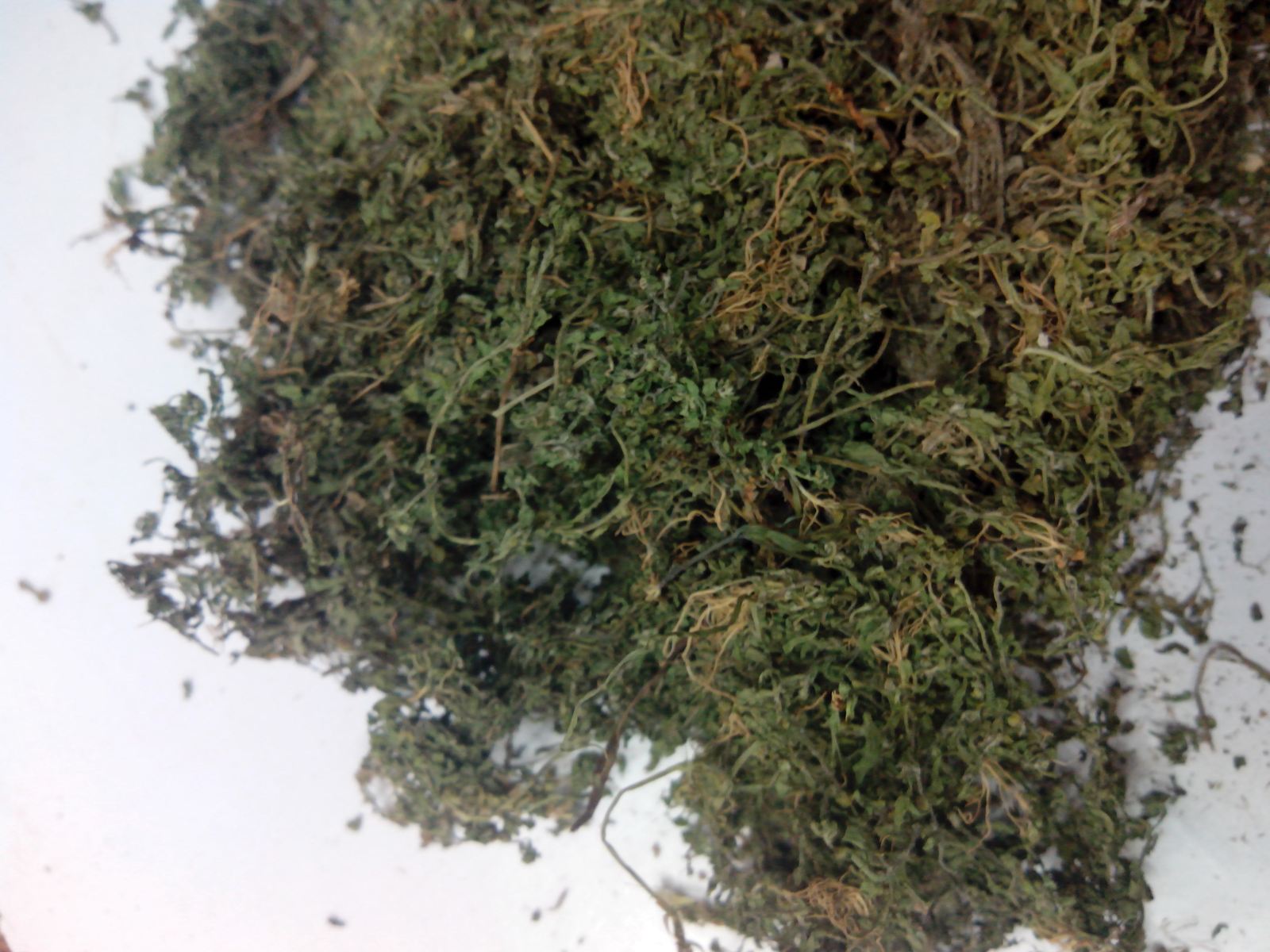 鹅不食草(二郎剑,鸡肠草,通天窍) 统 产地 广西壮族自治区贺州市市