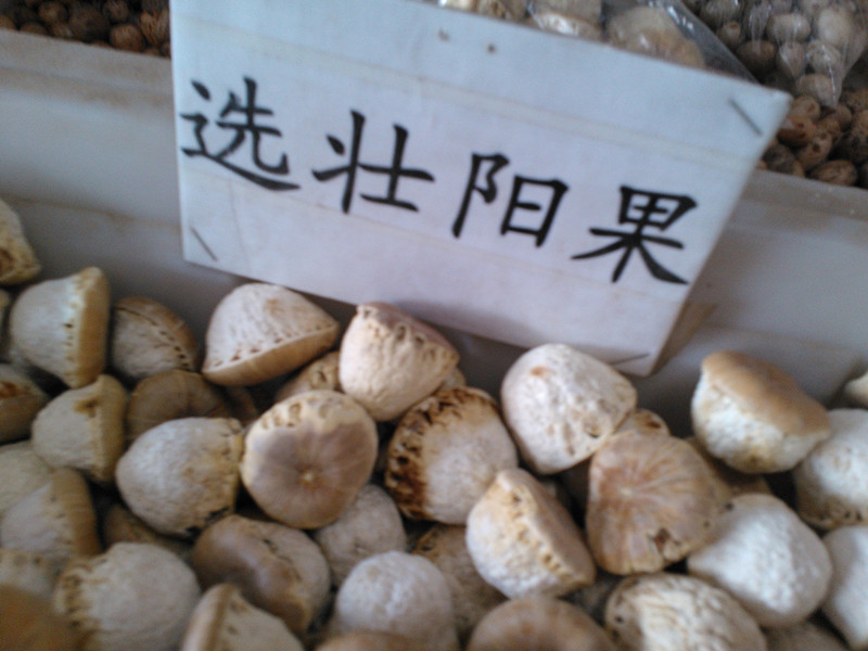 风流果 壮阳果 龟子头 统 产地 广西壮族自治区2013