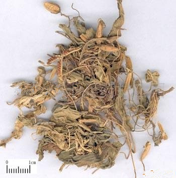 紫花地丁 过筛 又名 铧头草,光瓣堇菜,犁头草 选装货