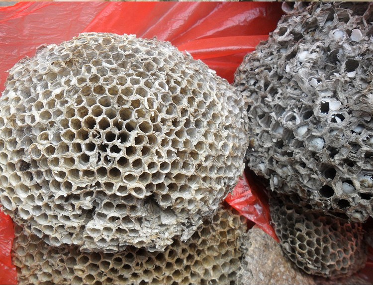 中药材专卖 软 蜂房 露蜂房 马蜂窝 蜂巢 野蜂窝 黄蜂