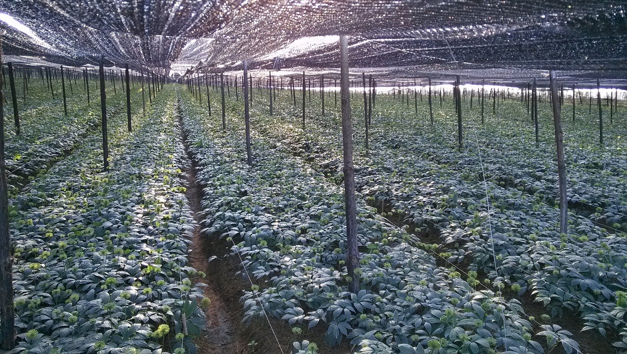 三年生三七种植基地