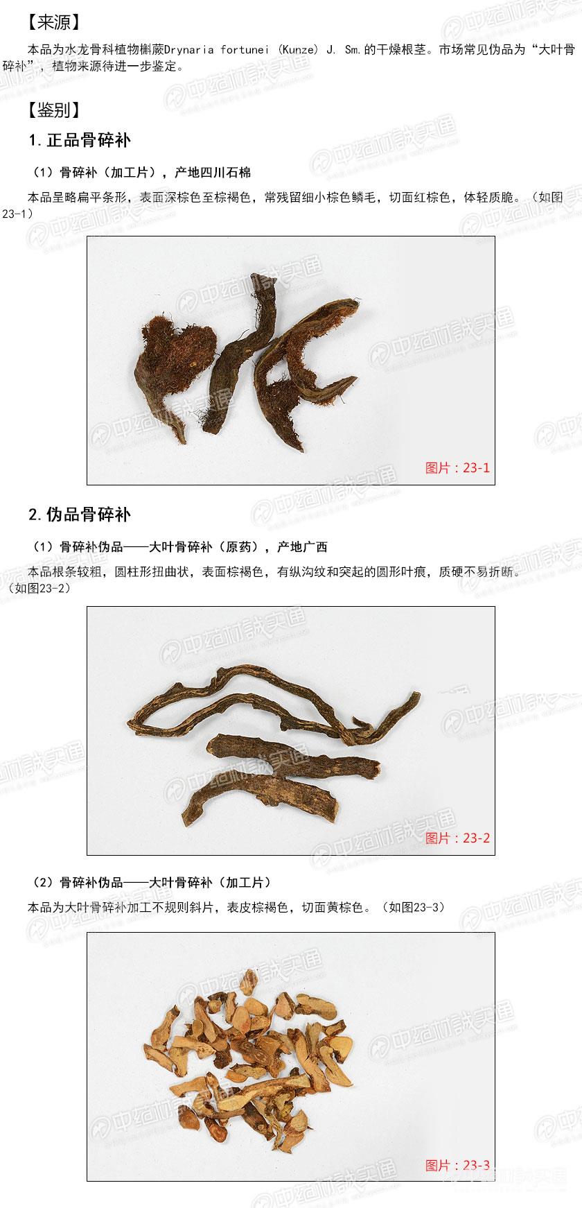 骨碎补真伪识别