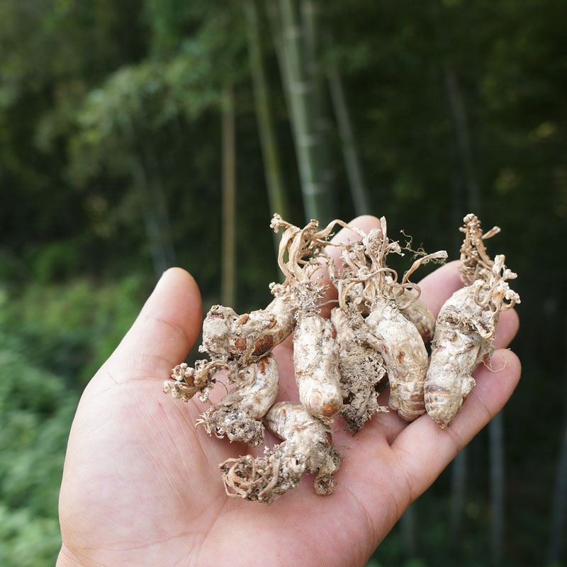 【金原康】2018大别山纯野生金蝉花土蝉花 新货 蝉花正品 蝉蛹大虫草