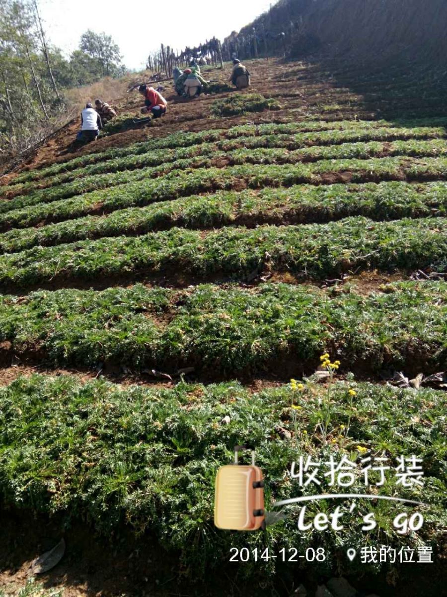玛卡 统 产地 云南省丽江市永胜县