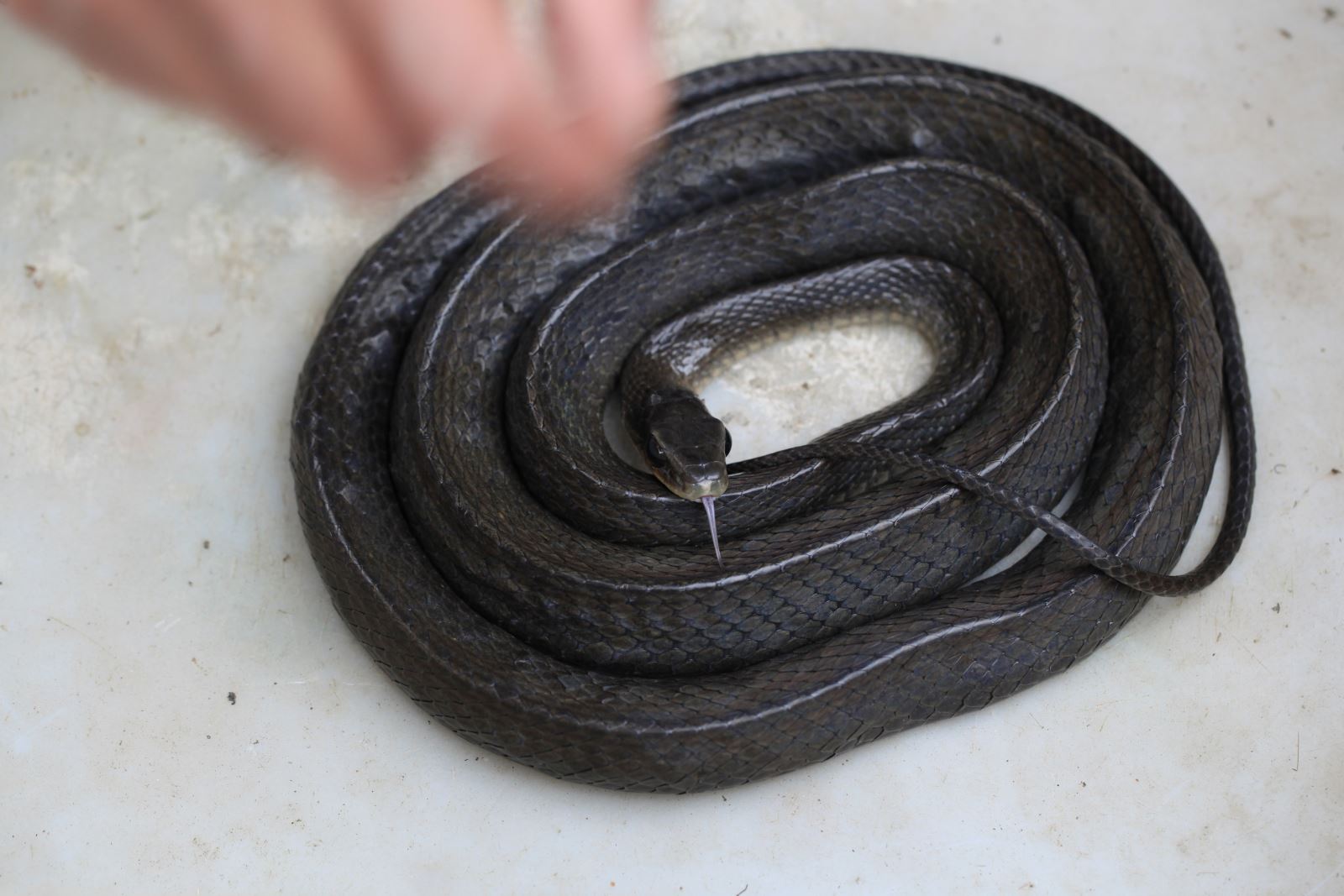 10斤乌梢蛇图片图片